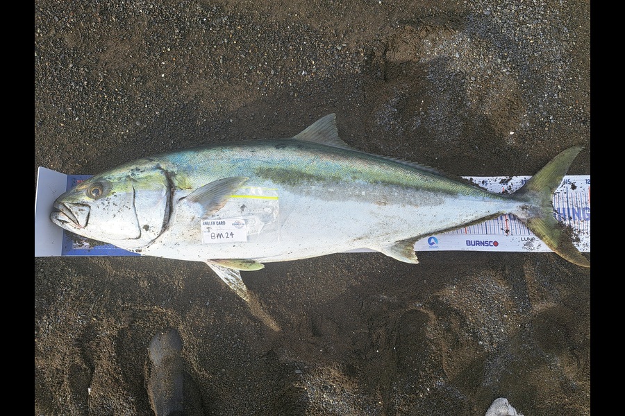 Harry Kovacs caught this 111.5cm Kingfish at Wairarapa
 during The Export NZ Fishing Competition