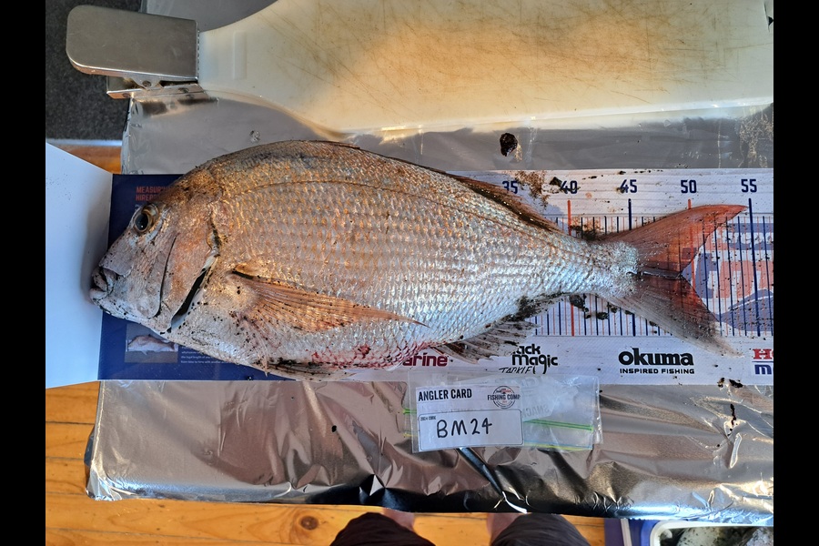 Harry Kovacs caught this 49.0cm Snapper at Wairarapa
 during The Export NZ Fishing Competition