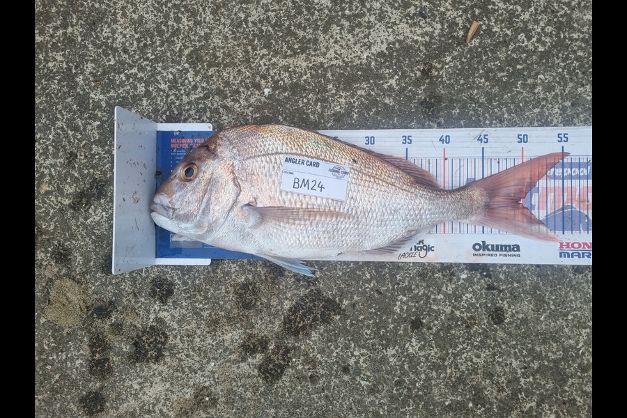 Jayden Emtage caught this 49.5cm Snapper at Northland during The Export NZ Fishing Competition