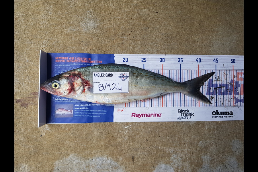 Stephen Nilsson caught this 40.0cm Kahawai at Auckland during The Export NZ Fishing Competition