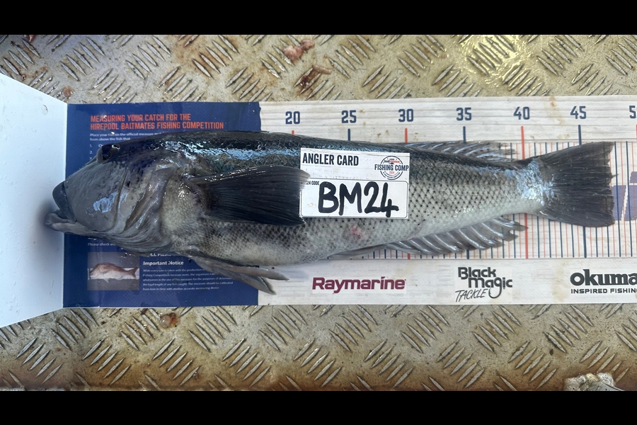 Harry Wynyard caught this 47.5cm Blue Cod at Northland during The Export NZ Fishing Competition