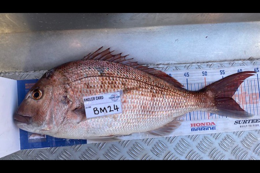Gary Allan caught this 57.0cm Snapper at Wellington during The Export NZ Fishing Competition