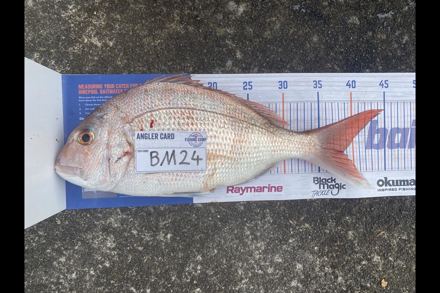 Kyle Mottram caught this 38.0cm Snapper at Taranaki during The Export NZ Fishing Competition