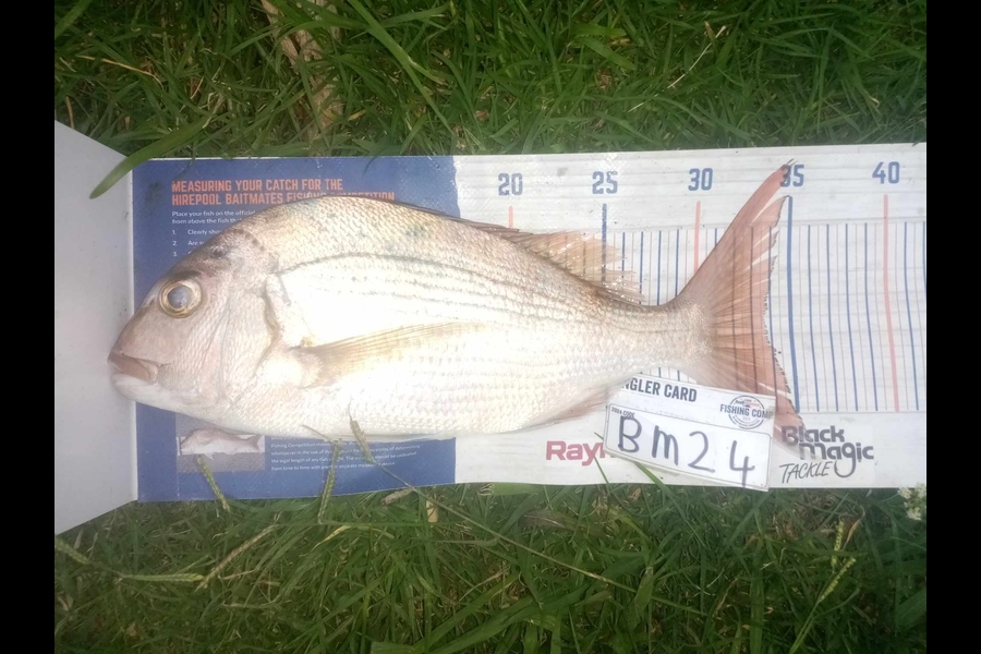 Phill Saunders caught this 33.5cm Snapper at Coromandel during The Export NZ Fishing Competition