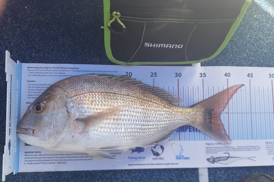 Lorraine Rolston caught this 38.0cm Snapper at Nelson/Marlborough during The Export NZ Fishing Competition