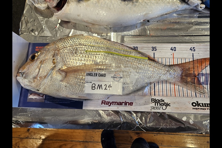 David Kovacs caught this 45.5cm Snapper at Wellington during The Export NZ Fishing Competition