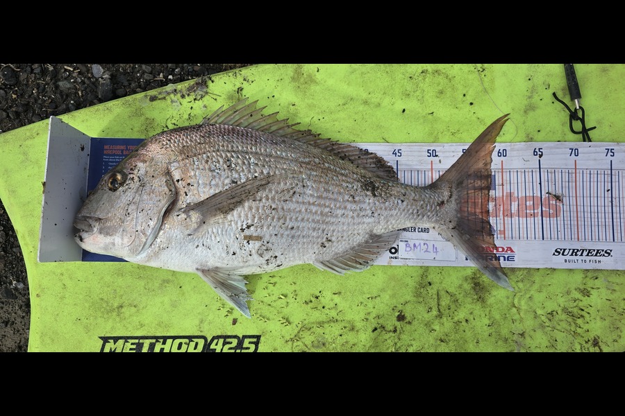 Rochelle Dunn caught this 58.0cm Snapper at Northland during The Export NZ Fishing Competition