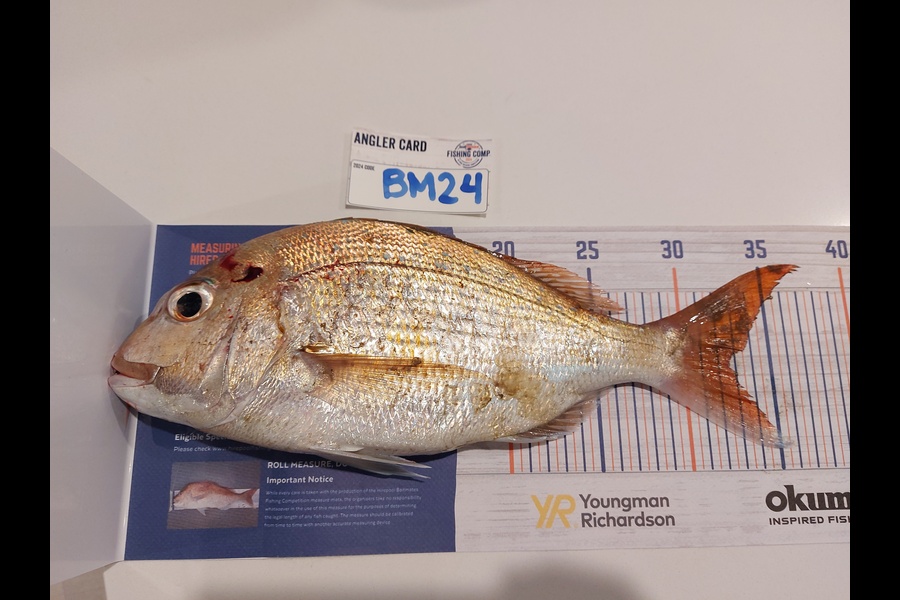 Edwin Tienzo caught this 32.5cm Snapper at Auckland during The Export NZ Fishing Competition