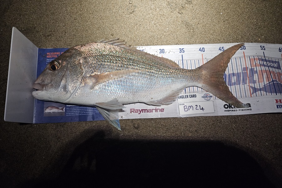 Andre Zowitzkey caught this 44.5cm Snapper at Northland during The Export NZ Fishing Competition