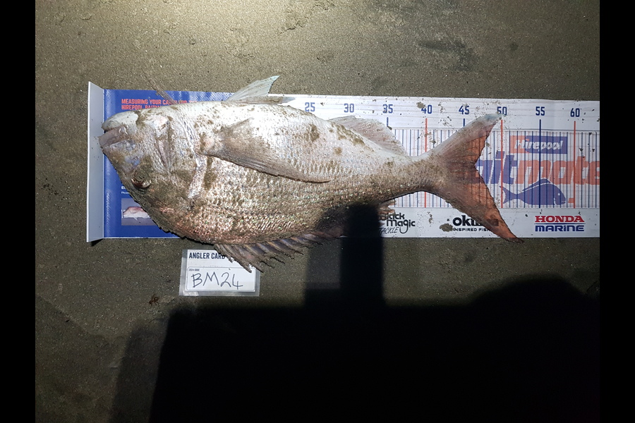 Stephen Nilsson caught this 46.5cm Snapper at Auckland during The Export NZ Fishing Competition