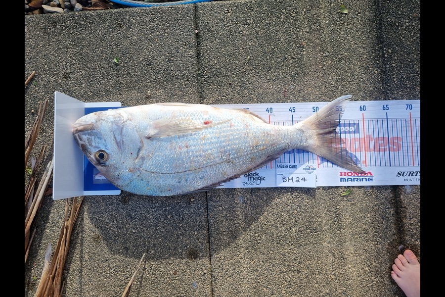 Josh Niblock caught this 54.0cm Snapper at Northland during The Export NZ Fishing Competition