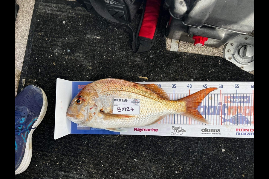 Glen Procter caught this 42.5cm Snapper at Bay of Plenty during The Export NZ Fishing Competition
