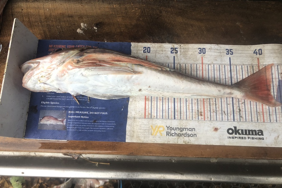 Dave Dennison caught this 41.5cm Gurnard at Manawatu during The Export NZ Fishing Competition