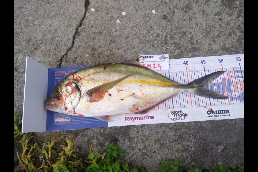 Steve  Brown  caught this 44.5cm Trevally at Wairarapa
 during The Export NZ Fishing Competition