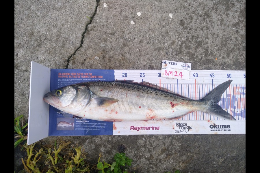 Steve  Brown  caught this 46.0cm Kahawai at Wellington during The Export NZ Fishing Competition