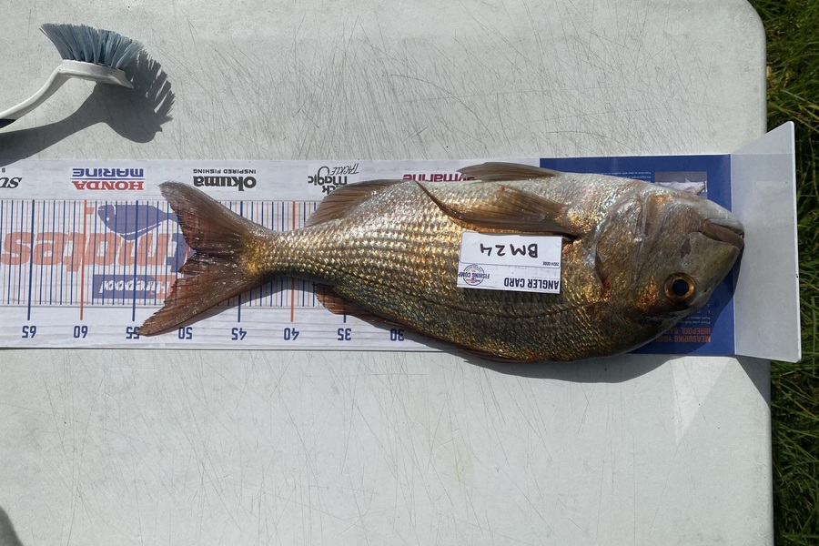 Tyra Morphett caught this 49.0cm Snapper at Northland during The Export NZ Fishing Competition