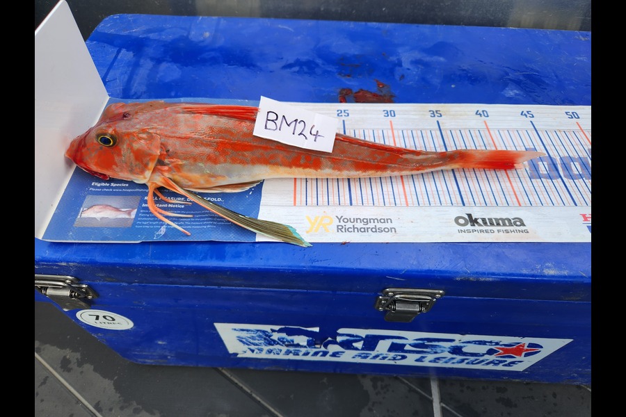 Jim Williams caught this 40.0cm Gurnard at Nelson/Marlborough during The Export NZ Fishing Competition