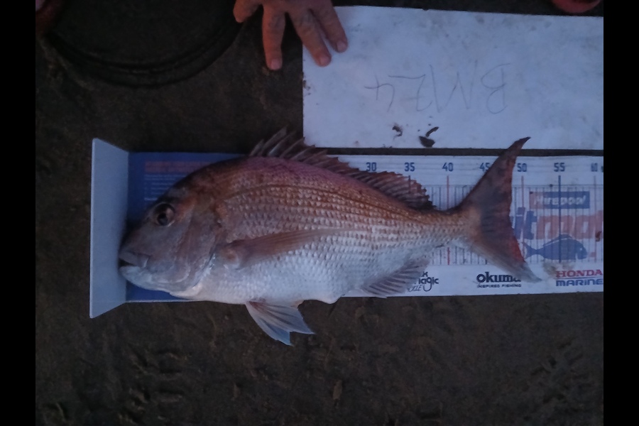 Bryce Taylor caught this 48.0cm Snapper at Northland during The Export NZ Fishing Competition