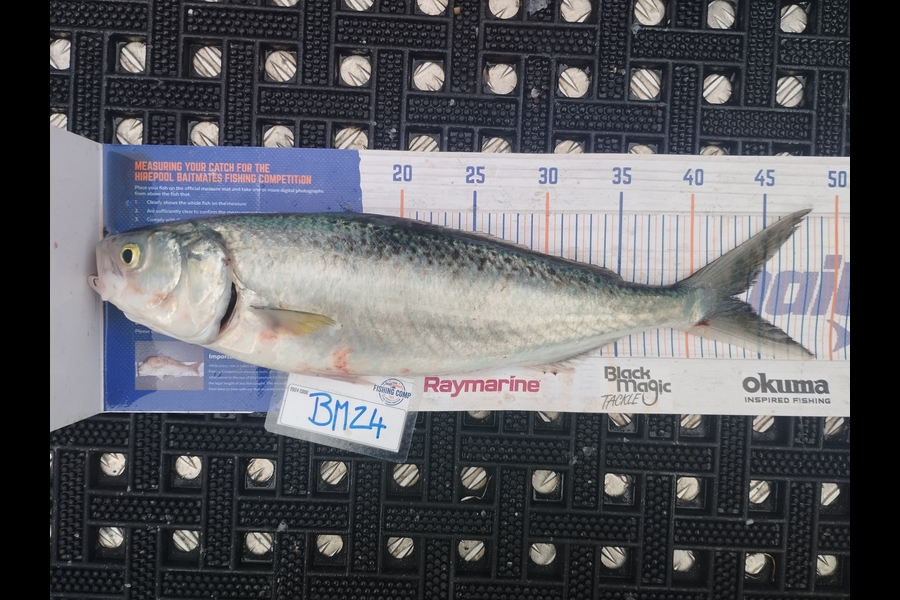 Duncan Pringle caught this 43.0cm Kahawai at Wellington during The Export NZ Fishing Competition