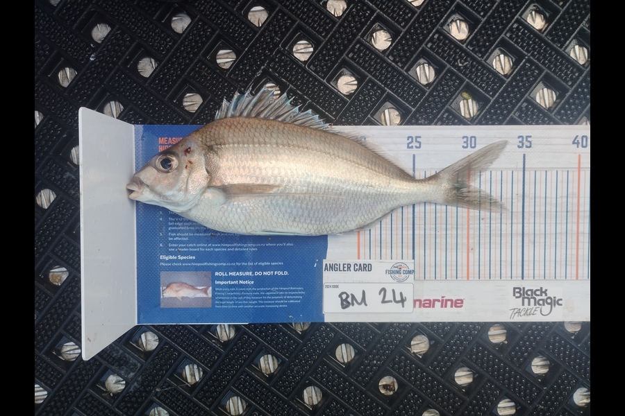 Duncan Pringle caught this 30.0cm Tarakihi at Wellington during The Export NZ Fishing Competition