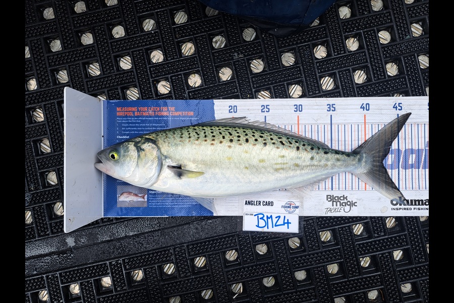 Harry Kovacs caught this 42.5cm Kahawai at Wellington during The Export NZ Fishing Competition