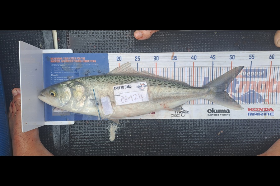 Dave Paul caught this 48.0cm Kahawai at Hawkes Bay during The Export NZ Fishing Competition
