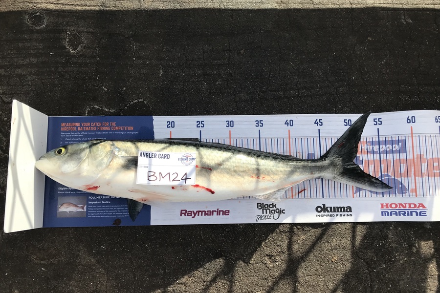 Max Canning caught this 50.0cm Kahawai at Northland during The Export NZ Fishing Competition