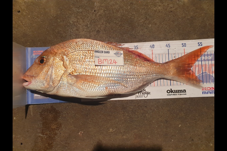 Rodney Niven caught this 51.5cm Snapper at Wellington during The Export NZ Fishing Competition
