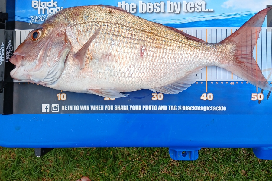 Mark  Cameron  caught this 49.0cm Snapper at Northland during The Export NZ Fishing Competition