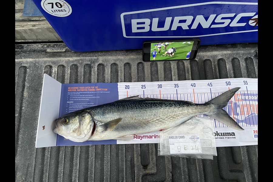 Ollie Heard caught this 47.5cm Kahawai at Northland during The Export NZ Fishing Competition