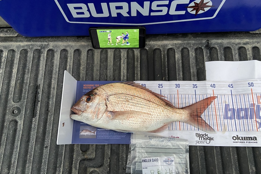 Ollie Heard caught this 35.5cm Snapper at Northland during The Export NZ Fishing Competition