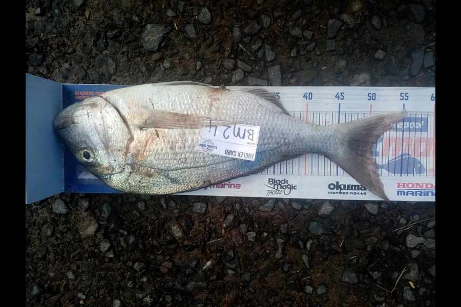 Bodhi Bishop Saunders caught this 50.5cm Snapper at Coromandel during The Export NZ Fishing Competition