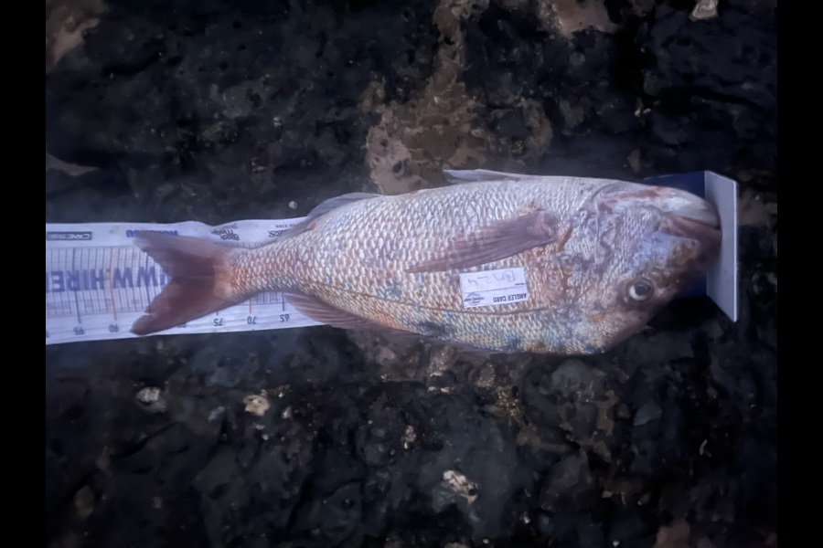 Jamie  White caught this 80cm Snapper at Northland during The Export NZ Fishing Competition