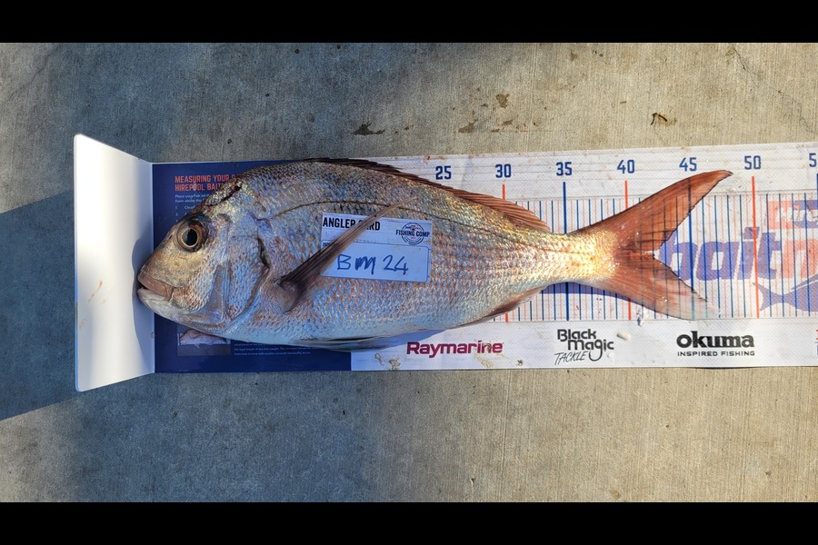 Matt McLeod caught this 42.0cm Snapper at Northland during The Export NZ Fishing Competition