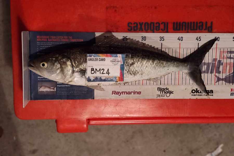 Zayn Haretuku caught this 45.5cm Kahawai at Northland during The Export NZ Fishing Competition