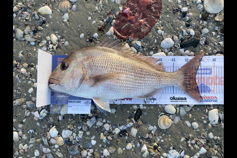 Tony Flay caught this 53.0cm Snapper at Northland during The Export NZ Fishing Competition