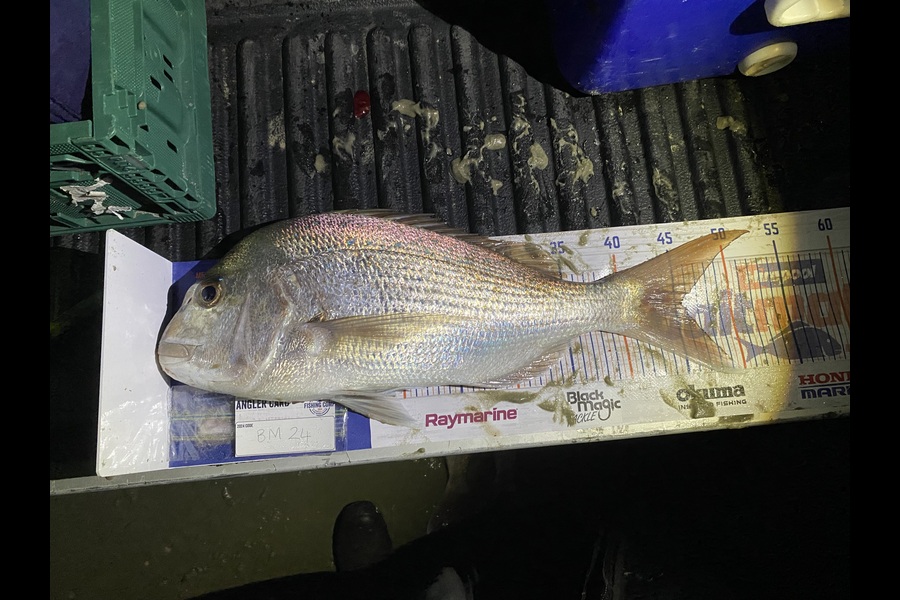 Raewyn Flay caught this 45.5cm Snapper at Northland during The Export NZ Fishing Competition
