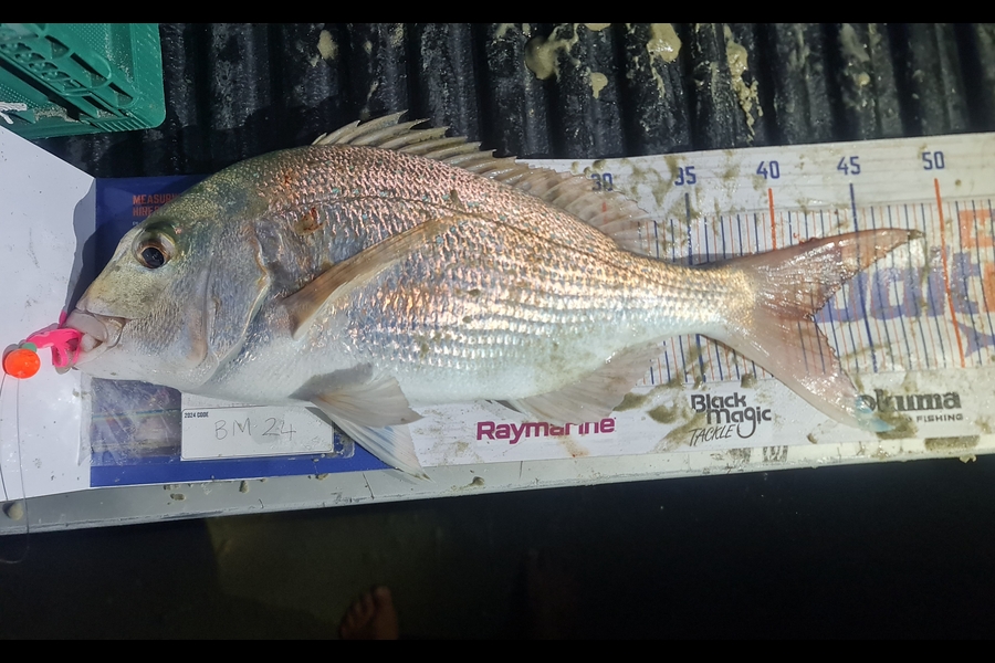 Regina Job caught this 41.5cm Snapper at Northland during The Export NZ Fishing Competition