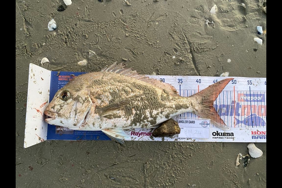 Xavier Akatere caught this 44.0cm Snapper at Northland during The Export NZ Fishing Competition