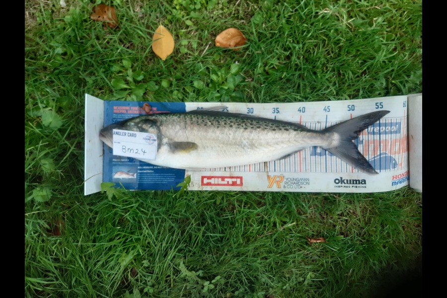 Clinton Emtage caught this 49cm Kahawai at Northland during The Export NZ Fishing Competition