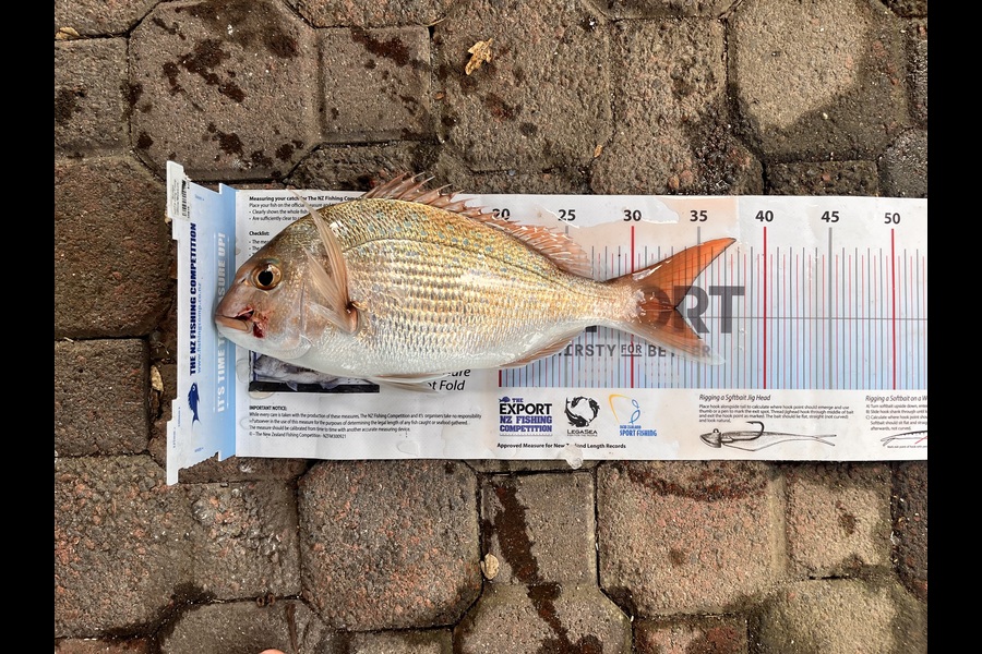 Gabe Wills caught this 33.0cm Snapper at Bay of Plenty during The Export NZ Fishing Competition