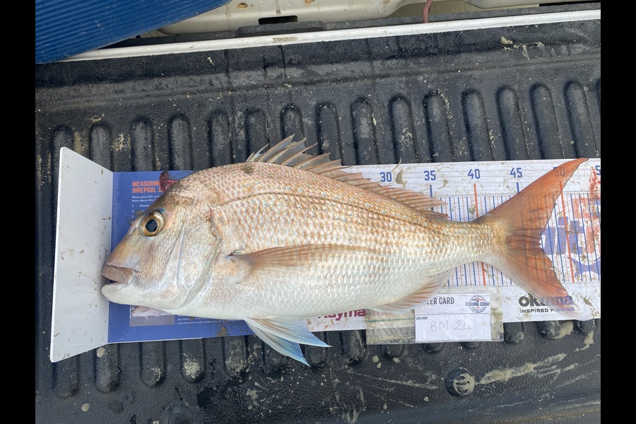 Raewyn Flay caught this 46.5cm Snapper at Northland during The Export NZ Fishing Competition