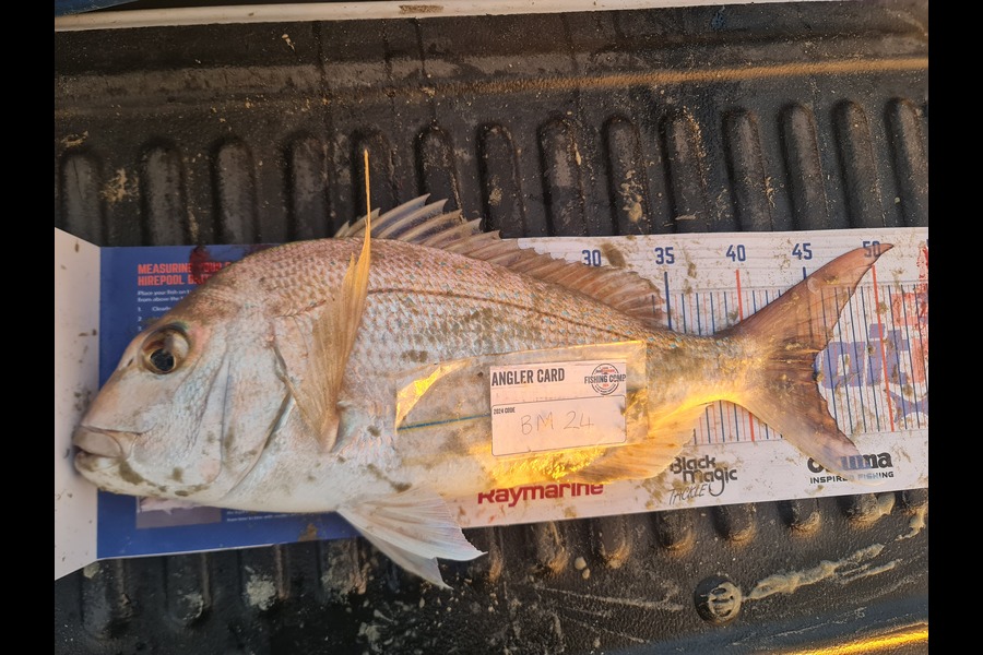 Lloyd Akatere caught this 45.0cm Snapper at Northland during The Export NZ Fishing Competition