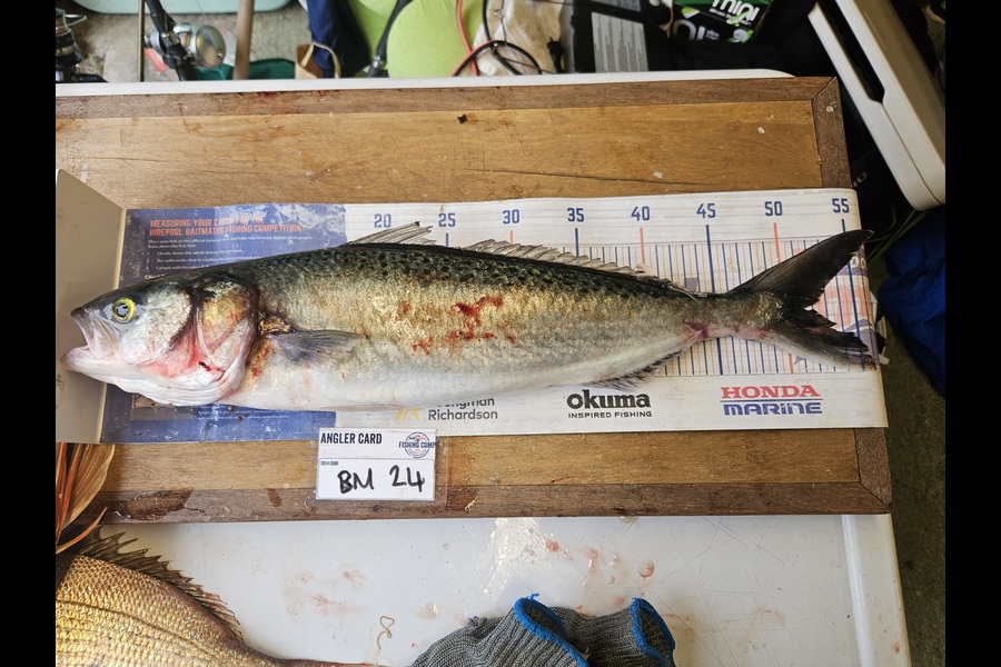 David Kovacs caught this 51.5cm Kahawai at Wellington during The Export NZ Fishing Competition