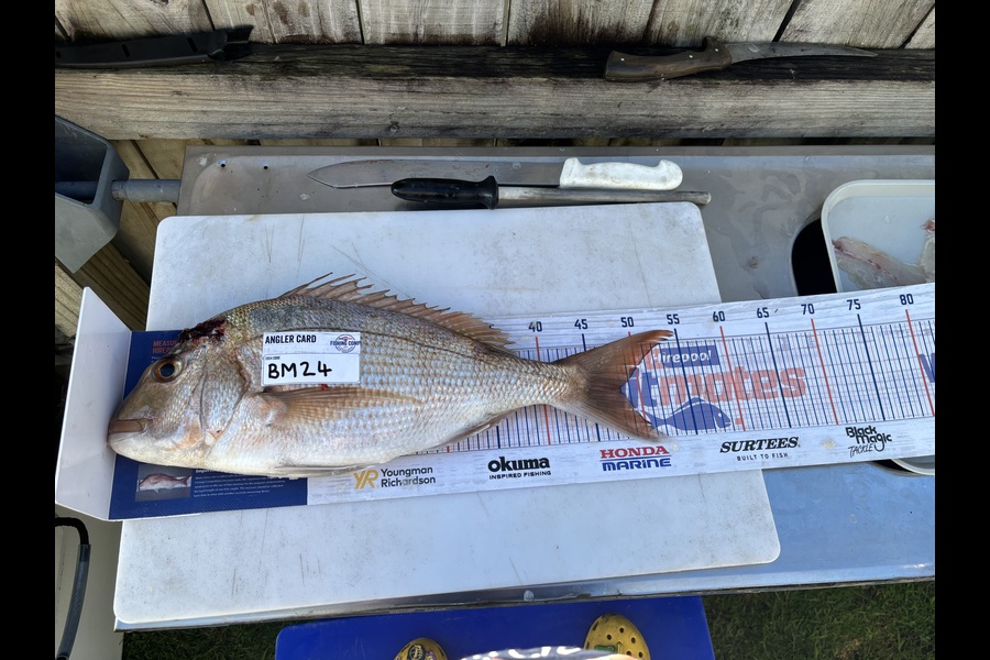 Koby Brunsden caught this 48.0cm Snapper at Bay of Plenty during The Export NZ Fishing Competition