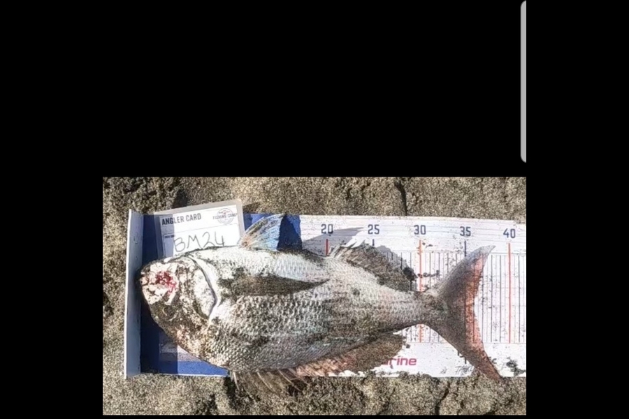 Stephen Nilsson caught this 36.0cm Snapper at Auckland during The Export NZ Fishing Competition