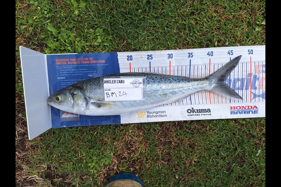 Paul Rees caught this 43.5cm Kahawai at East Cape during The Export NZ Fishing Competition