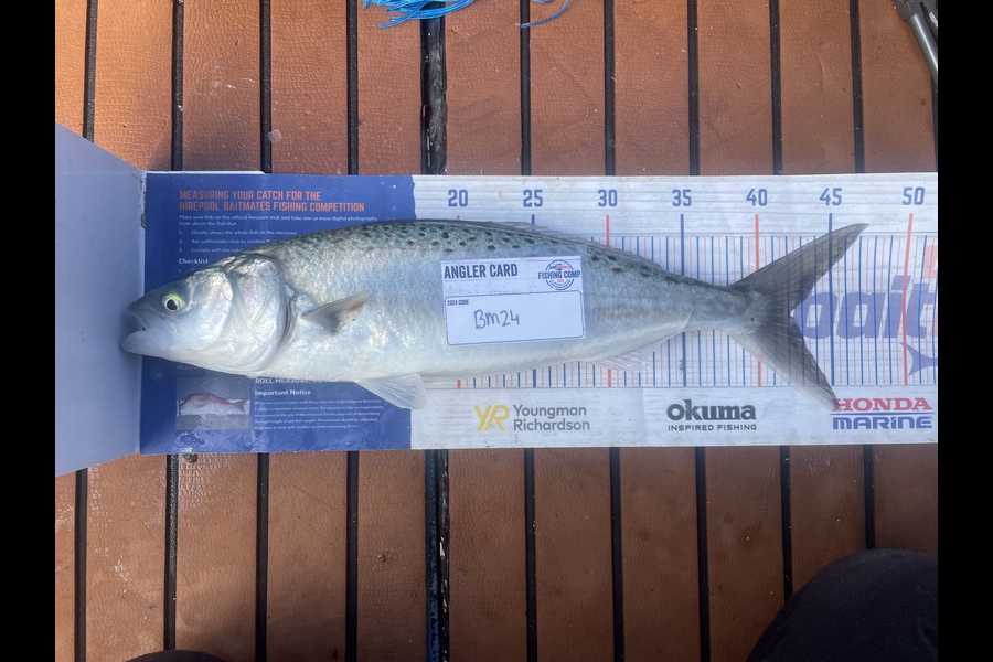 Niamh McGuane caught this 42.0cm Kahawai at East Cape during The Export NZ Fishing Competition