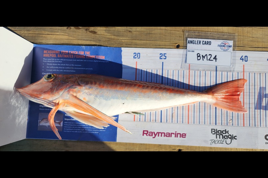 Simon Rookes caught this 39.0cm Gurnard at Coromandel during The Export NZ Fishing Competition