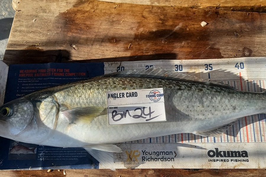 Shane Reynolds caught this 48.5cm Kahawai at Northland during The Export NZ Fishing Competition
